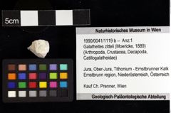 Foto (Objket + Etiketten) von Galatheites zitteli (Moericke, 1889) 